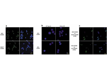 Fab Human IgG (H&L) Antibody