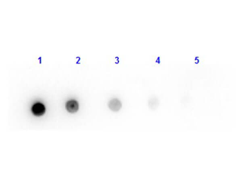 Fab Mouse IgG (H&L) Antibody