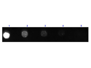 Fab Mouse IgG (H&L) Antibody Fluorescein Conjugated