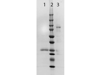 Fab Rabbit IgG (H&L) Antibody