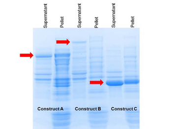 Proxtract B Extraction Buffer