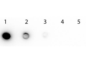 Biotin Peroxidase Conjugated