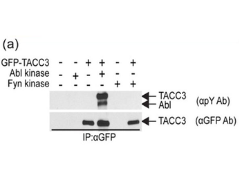 Sepharose Protein A