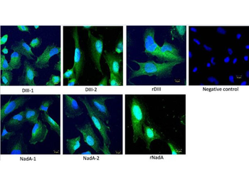 Streptavidin Fluorescein Conjugated