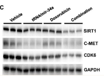 10X RIPA Lysis Buffer