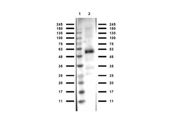 Monkey IgG (H&L) Antibody