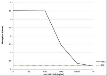 Recombinant Anti-HER2 Fab Antibody