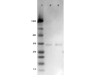 Ready-To-Use VDAC/Porin Antibody