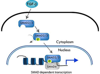 Ready-To-Use SMAD3 Antibody