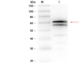 Luciferase Antibody