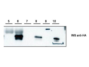 Cybr Antibody