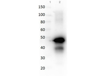 Ovalbumin Antibody