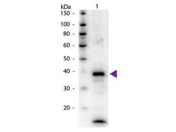 Arginase Antibody