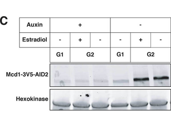 Hexokinase Antibody