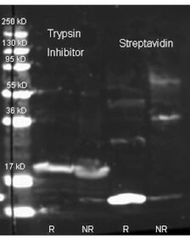 Trypsin Inhibitor Antibody