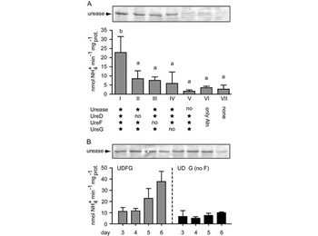 Anti-Urease Antibody