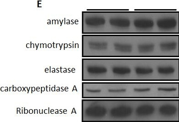 Ribonuclease A Antibody