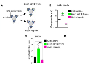 Avidin Antibody