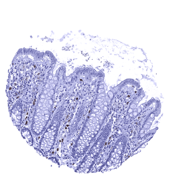 Myeloperoxidase / MPO antibody (MSVA-692M)