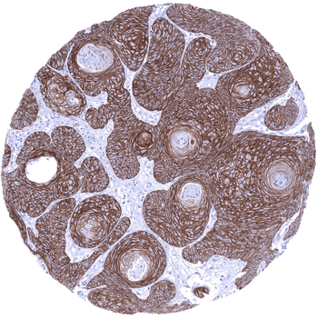 TRIM29 antibody (MSVA-629M)
