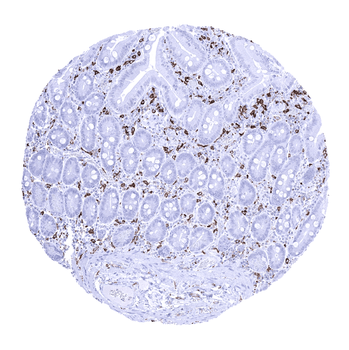 AIF1 antibody (MSVA-955M)