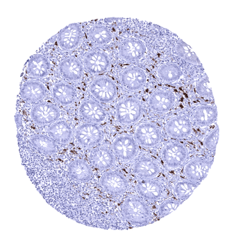 Factor XIII alpha antibody (MSVA-813R)