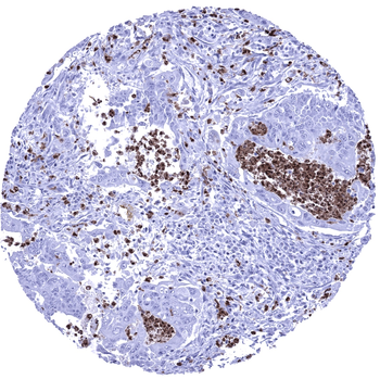 S100A12 antibody (MSVA-812M)
