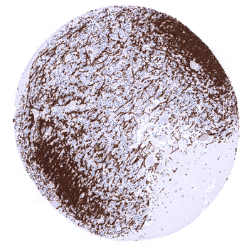 Myelin Basic Protein antibody (MSVA-390R)