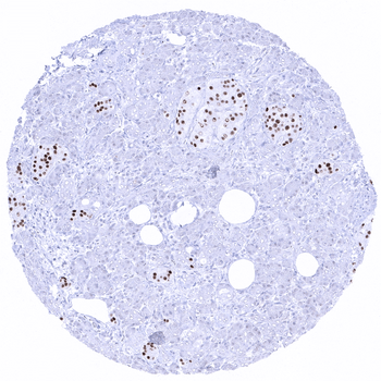 INSM1 antibody (MSVA-456R)
