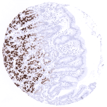 MUC6 antibody (MSVA-806R)