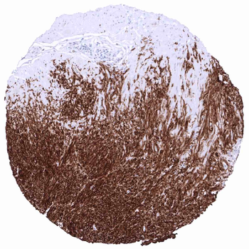 Dog1 antibody (MSVA-201M)
