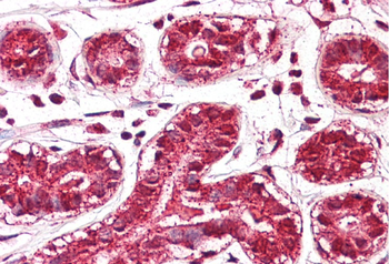 PTDSR Rabbit Polyclonal Antibody
