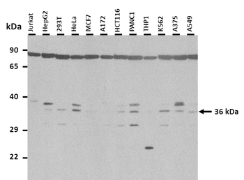 HS3ST1 Rabbit Polyclonal Antibody
