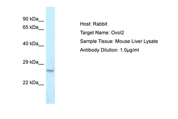 Ovol2 Rabbit Polyclonal Antibody