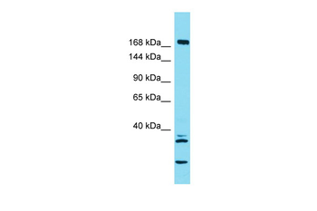KIF27 Rabbit Polyclonal Antibody