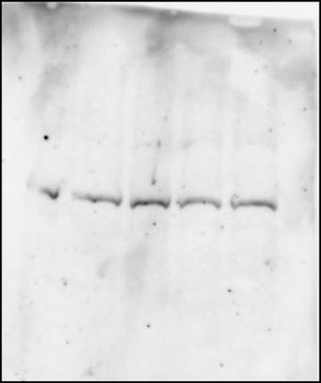 PCGF4 Rabbit Polyclonal Antibody