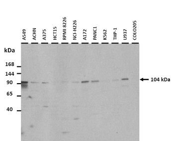 CLCA2 Rabbit Polyclonal Antibody
