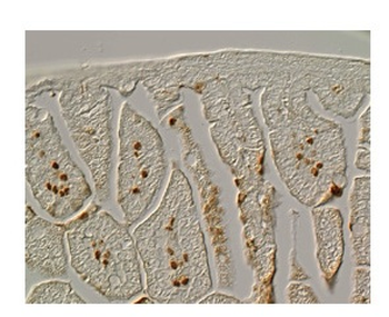 Foxf1a Rabbit Polyclonal Antibody