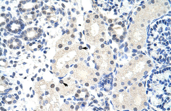 FOXG1B Rabbit Polyclonal Antibody