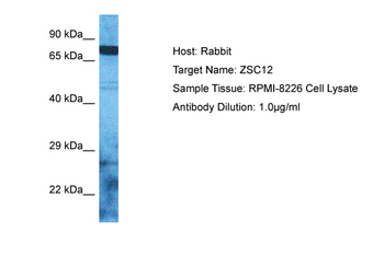 ZSCAN12 Rabbit Polyclonal Antibody