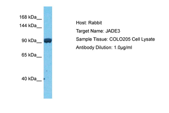 JADE3 Rabbit Polyclonal Antibody