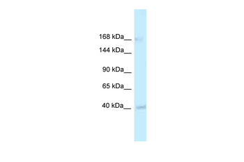 RGD1563533 Rabbit Polyclonal Antibody