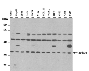 OVOL2 Rabbit Polyclonal Antibody