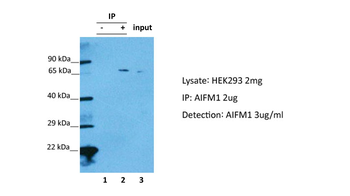 PDCD8 Rabbit Polyclonal Antibody