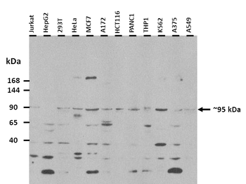 TMEM63B Rabbit Polyclonal Antibody