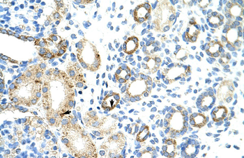 MGC27016 Rabbit Polyclonal Antibody