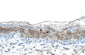 FGA Rabbit Polyclonal Antibody
