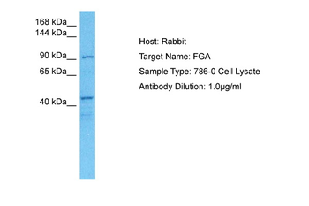 FGA Rabbit Polyclonal Antibody