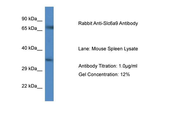 Slc6a9 Rabbit Polyclonal Antibody