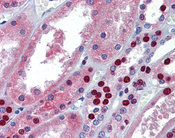 MPDZ Rabbit Polyclonal Antibody